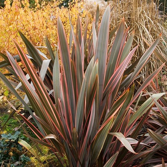 Phormium 'Rainbow Queen'